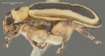 Media type: image;   Entomology 33649 Aspect: habitus lateral view